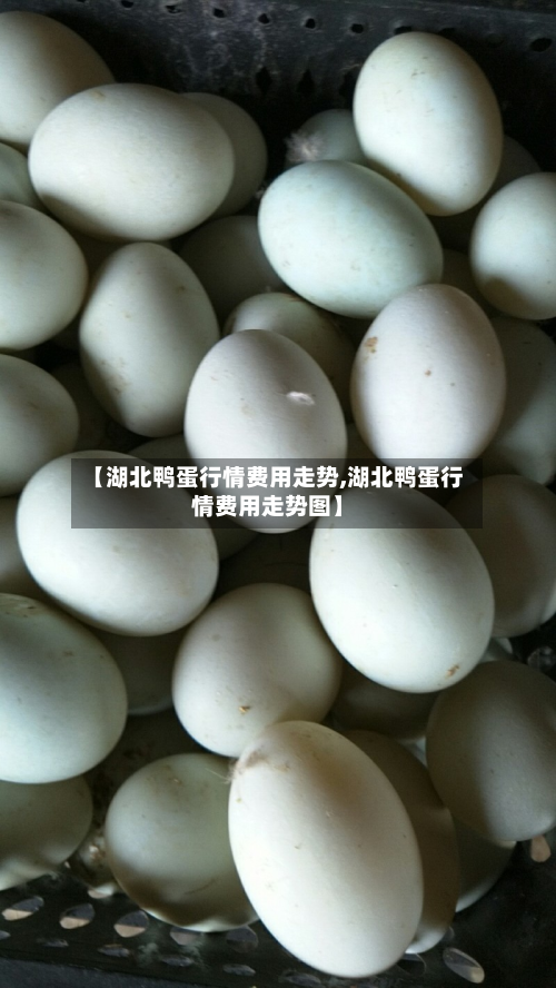 【湖北鸭蛋行情费用走势,湖北鸭蛋行情费用走势图】