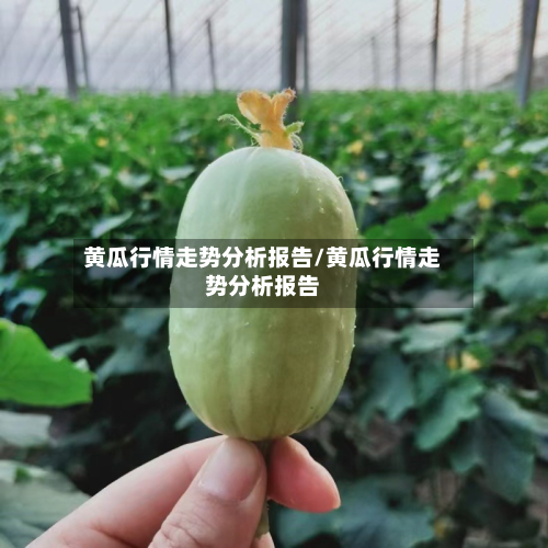 黄瓜行情走势分析报告/黄瓜行情走势分析报告