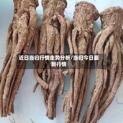 近日当归行情走势分析/当归今日最新行情