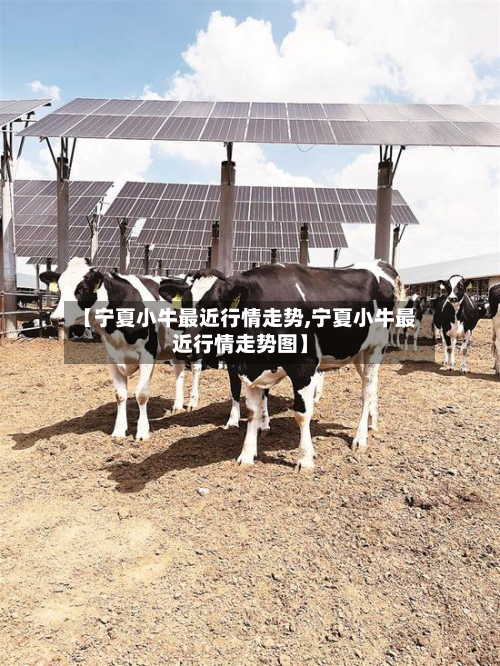 【宁夏小牛最近行情走势,宁夏小牛最近行情走势图】-第3张图片