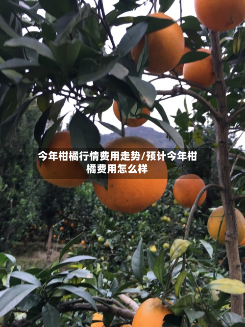 今年柑橘行情费用走势/预计今年柑橘费用怎么样