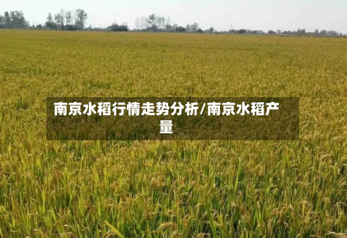 南京水稻行情走势分析/南京水稻产量