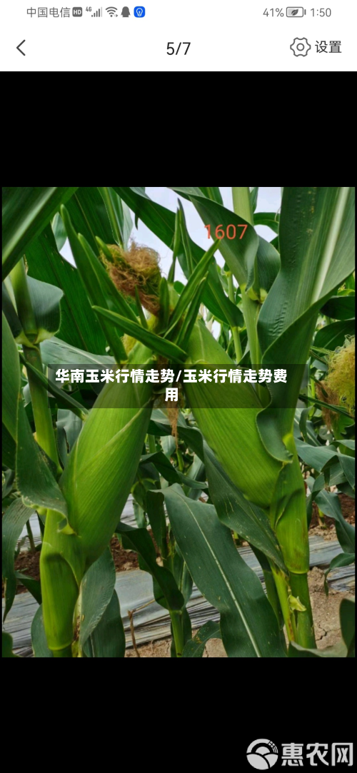 华南玉米行情走势/玉米行情走势费用