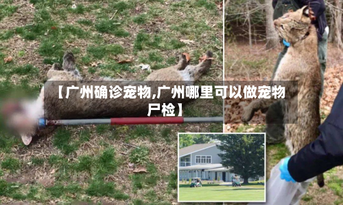 【广州确诊宠物,广州哪里可以做宠物尸检】