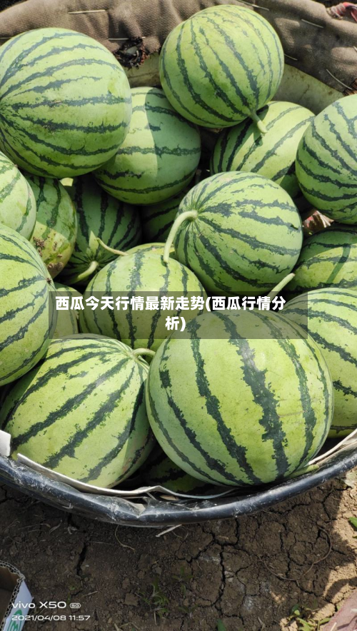 西瓜今天行情最新走势(西瓜行情分析)-第3张图片