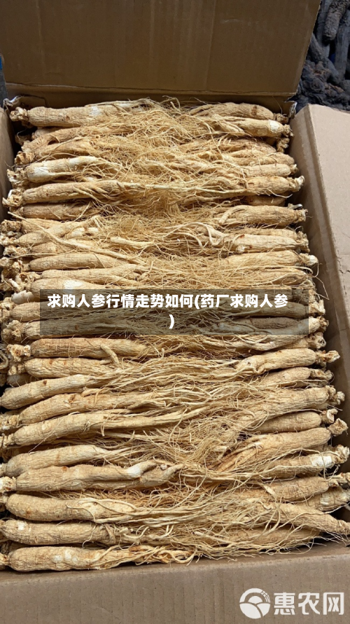 求购人参行情走势如何(药厂求购人参)-第2张图片