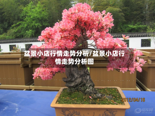 盆景小店行情走势分析/盆景小店行情走势分析图