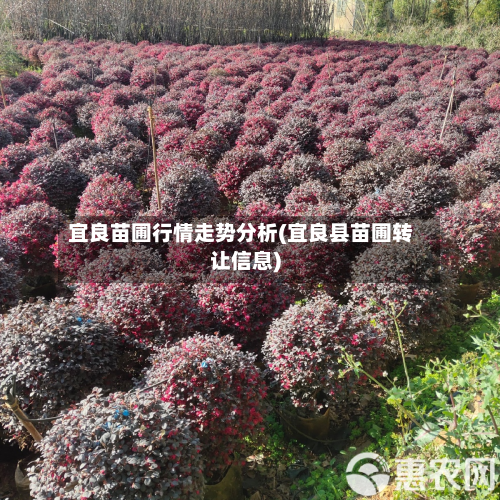 宜良苗圃行情走势分析(宜良县苗圃转让信息)-第2张图片