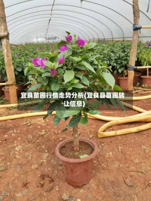 宜良苗圃行情走势分析(宜良县苗圃转让信息)