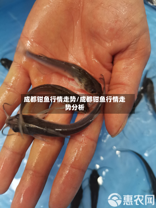 成都钳鱼行情走势/成都钳鱼行情走势分析