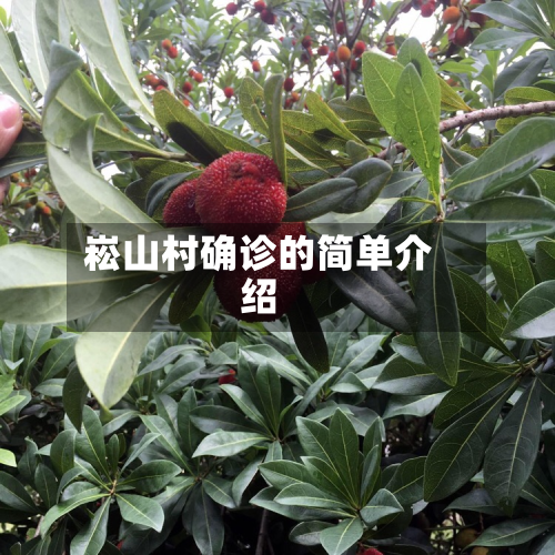 崧山村确诊的简单介绍