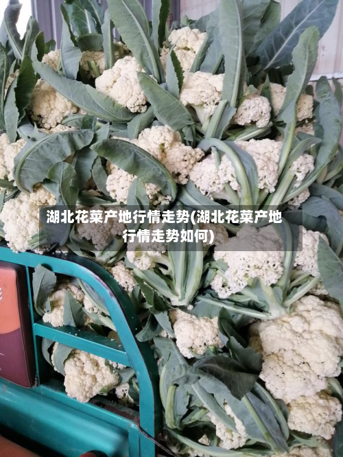 湖北花菜产地行情走势(湖北花菜产地行情走势如何)-第3张图片