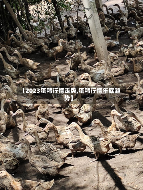 【2023蛋鸭行情走势,蛋鸭行情年底趋势】-第2张图片