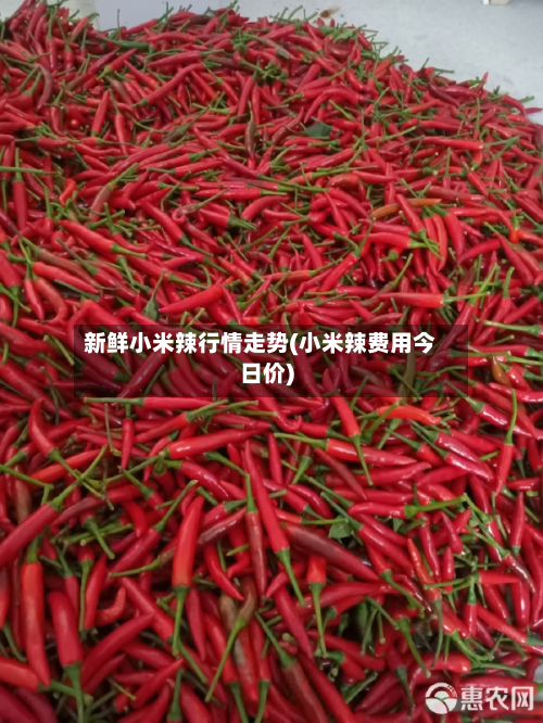 新鲜小米辣行情走势(小米辣费用今日价)-第2张图片