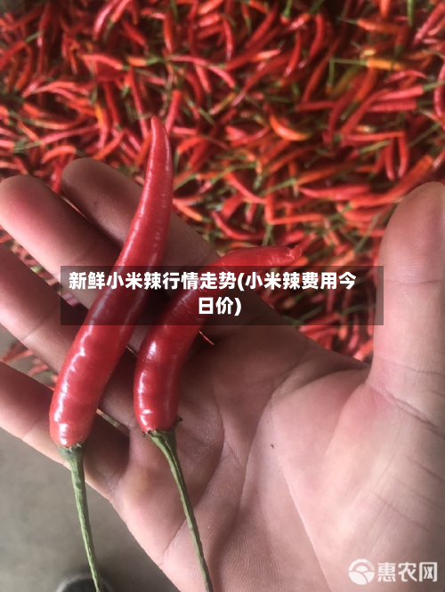 新鲜小米辣行情走势(小米辣费用今日价)