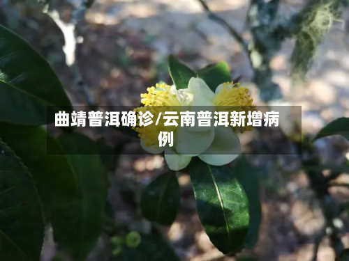 曲靖普洱确诊/云南普洱新增病例