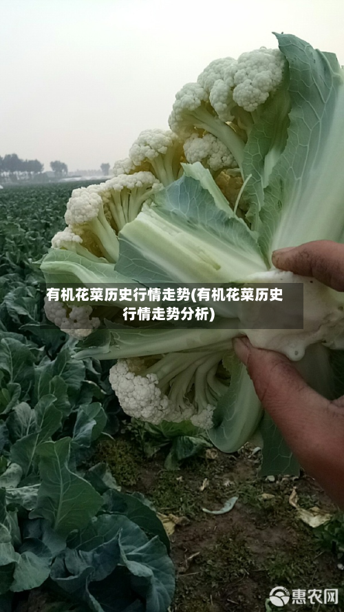 有机花菜历史行情走势(有机花菜历史行情走势分析)