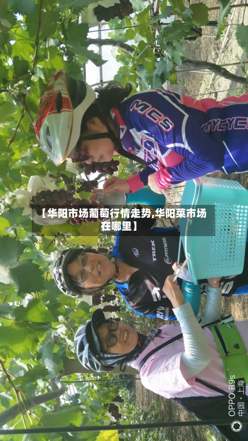 【华阳市场葡萄行情走势,华阳菜市场在哪里】-第2张图片