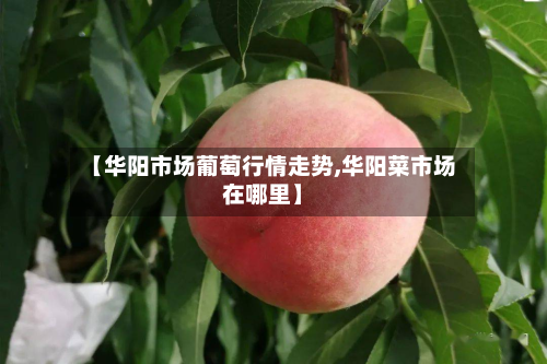 【华阳市场葡萄行情走势,华阳菜市场在哪里】