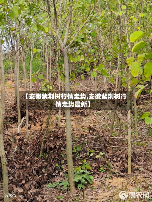 【安徽紫荆树行情走势,安徽紫荆树行情走势最新】-第2张图片
