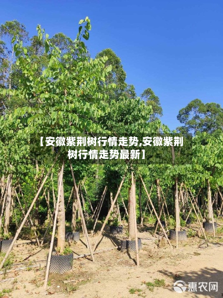 【安徽紫荆树行情走势,安徽紫荆树行情走势最新】-第3张图片