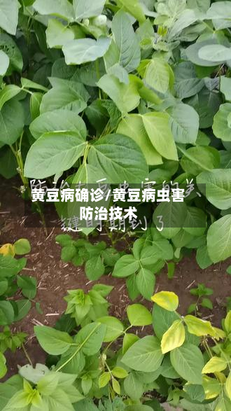 黄豆病确诊/黄豆病虫害防治技术-第2张图片