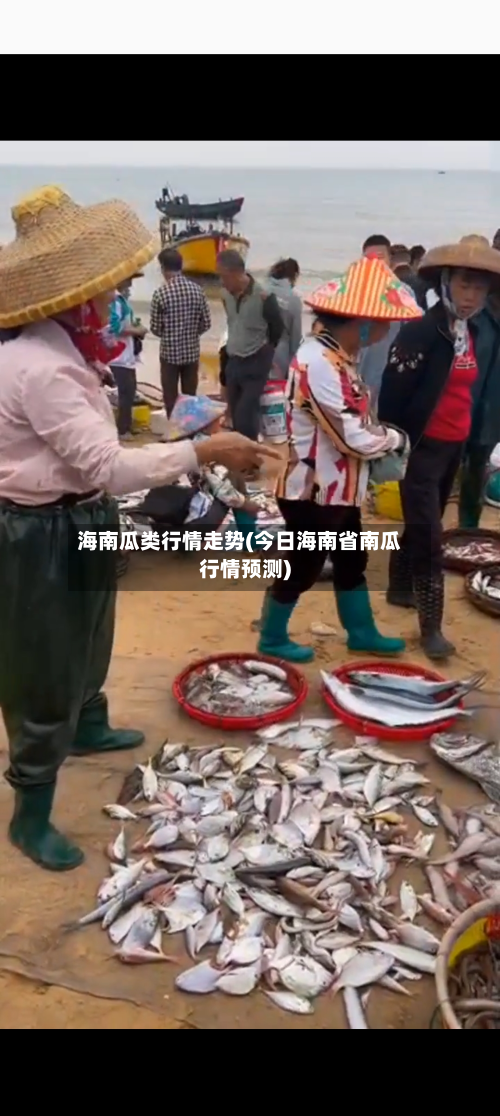海南瓜类行情走势(今日海南省南瓜行情预测)-第3张图片