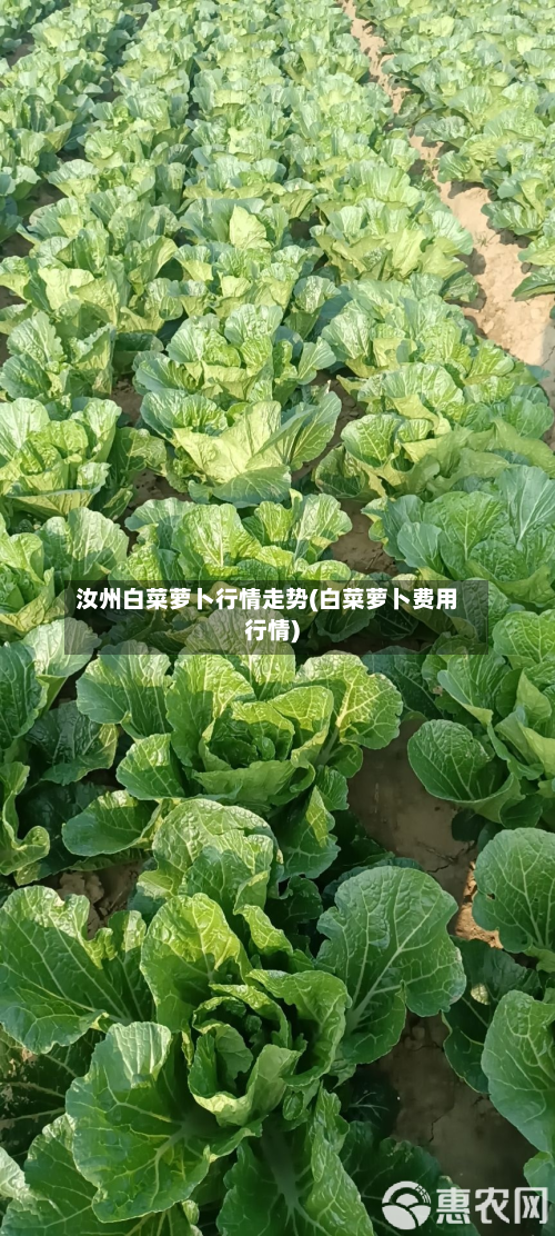 汝州白菜萝卜行情走势(白菜萝卜费用行情)-第2张图片