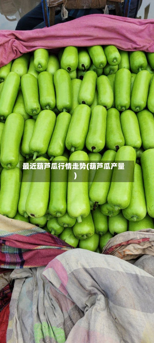 最近葫芦瓜行情走势(葫芦瓜产量)-第2张图片
