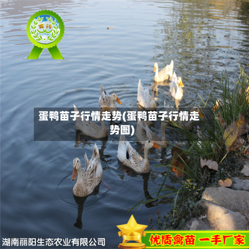 蛋鸭苗子行情走势(蛋鸭苗子行情走势图)