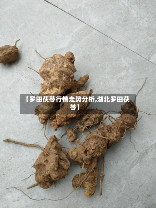 【罗田茯苓行情走势分析,湖北罗田茯苓】
