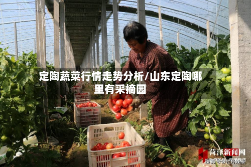 定陶蔬菜行情走势分析/山东定陶哪里有采摘园-第2张图片