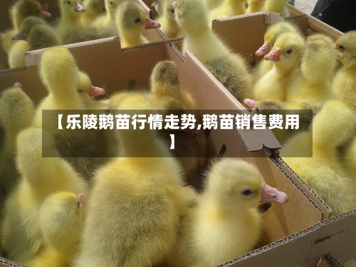 【乐陵鹅苗行情走势,鹅苗销售费用】