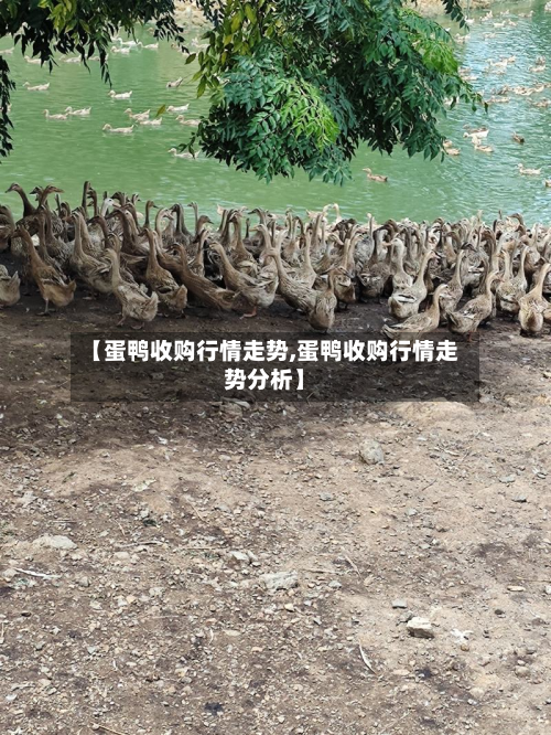 【蛋鸭收购行情走势,蛋鸭收购行情走势分析】