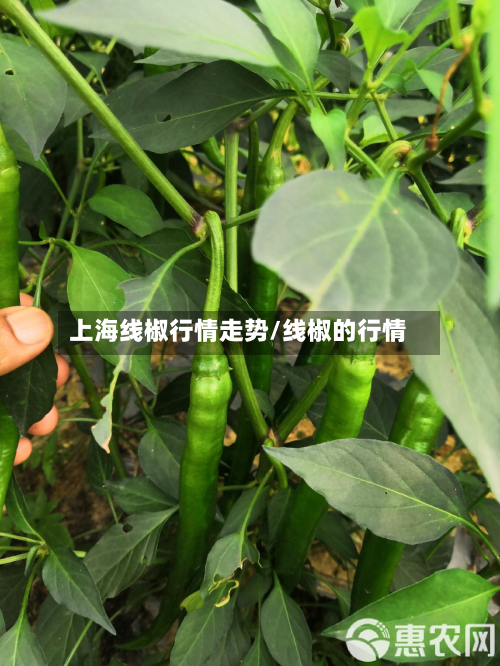 上海线椒行情走势/线椒的行情-第2张图片