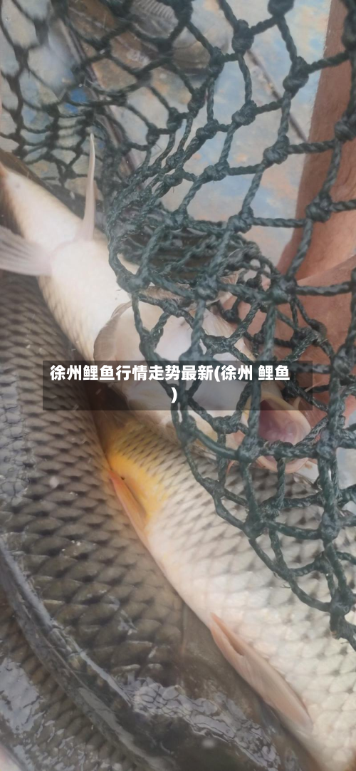 徐州鲤鱼行情走势最新(徐州 鲤鱼)