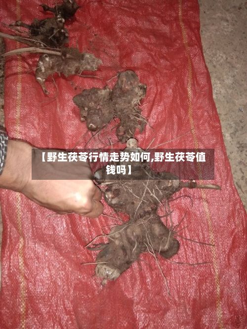 【野生茯苓行情走势如何,野生茯苓值钱吗】-第2张图片