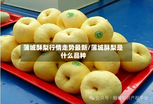蒲城酥梨行情走势最新/蒲城酥梨是什么品种