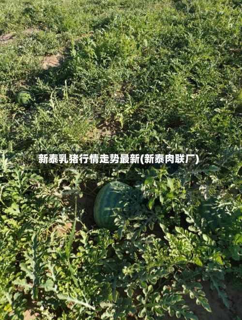新泰乳猪行情走势最新(新泰肉联厂)